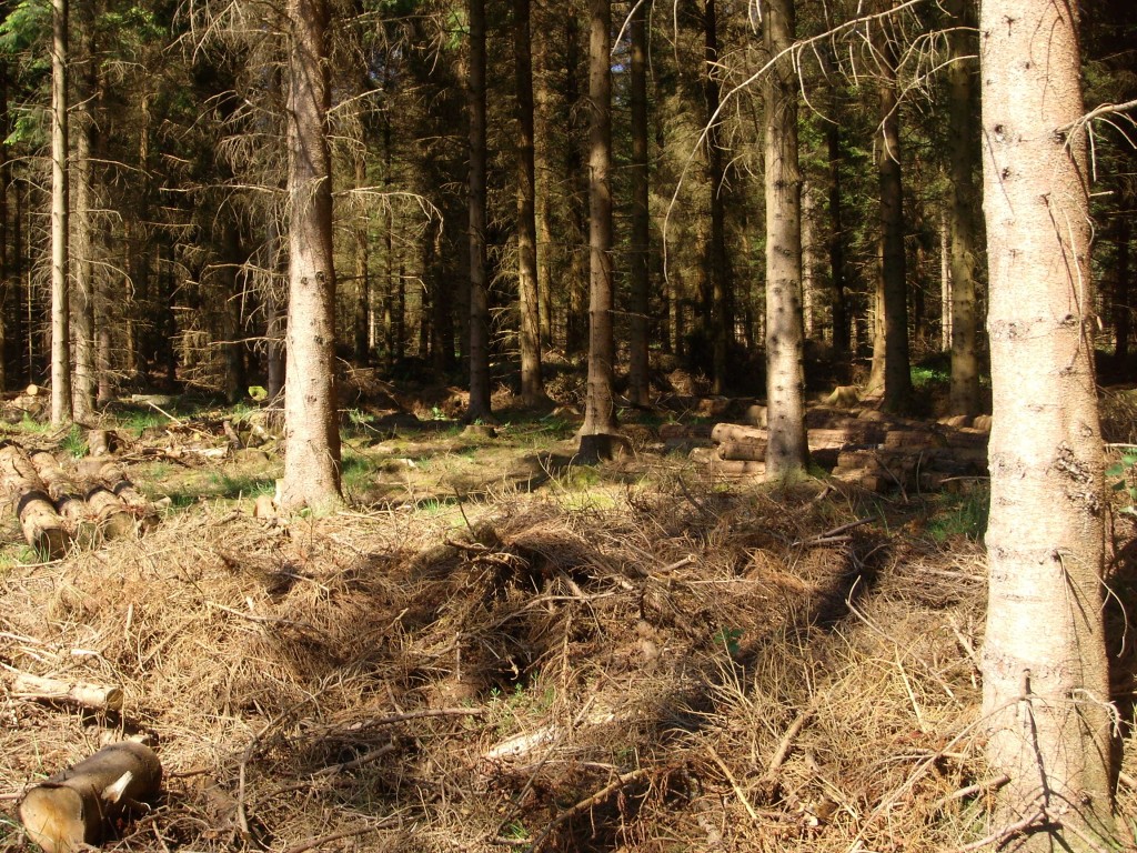 Thinned spruce